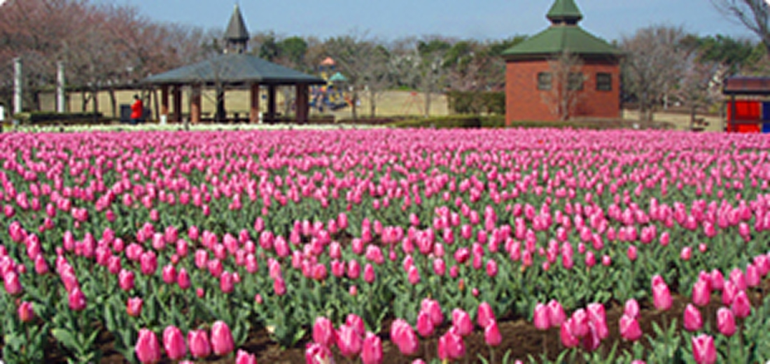 【10%割引】アクアパラダイス パティオ 深谷グリーンパーク